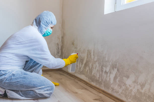 Attic Mold Removal in Lake Havasu City, AZ